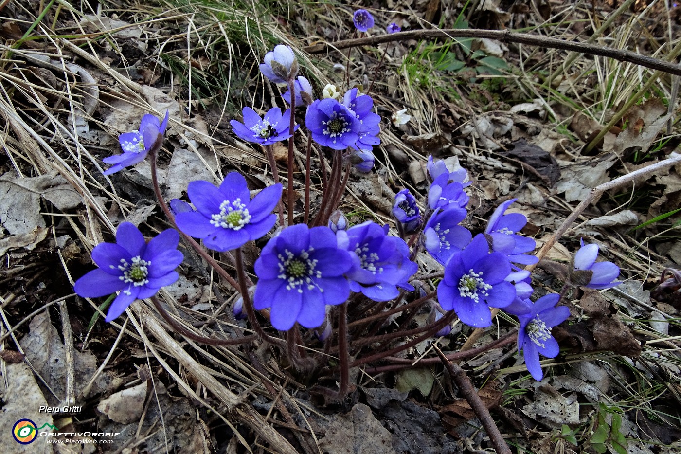 22 Hepatica nobilis.JPG